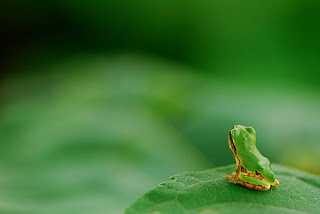 katak hijau