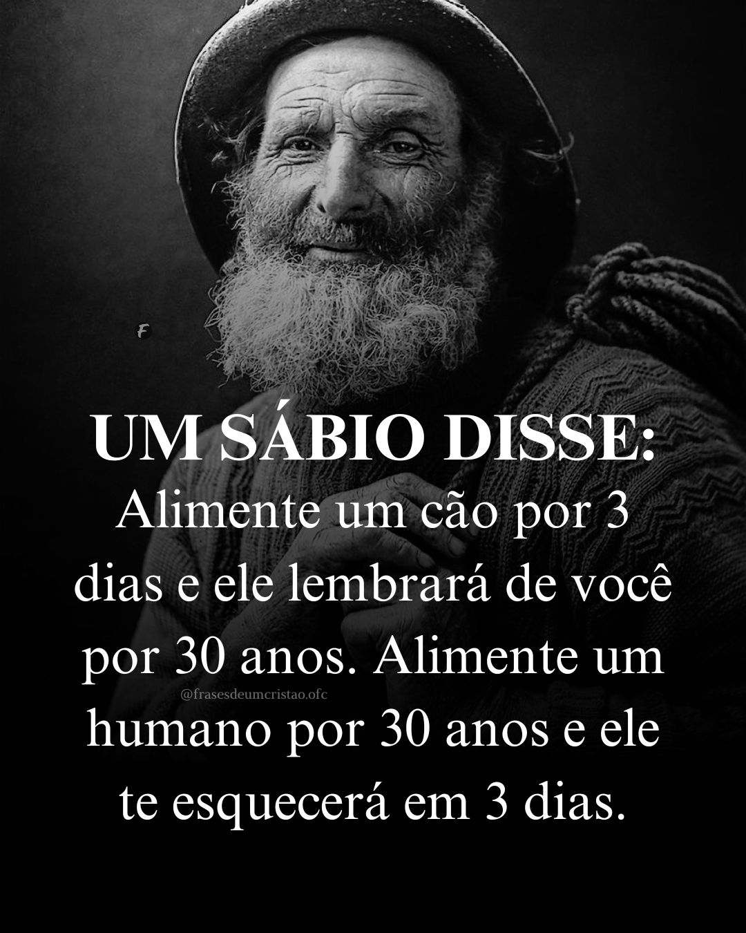 frases alimente um cão por 3 dias e ele lembra