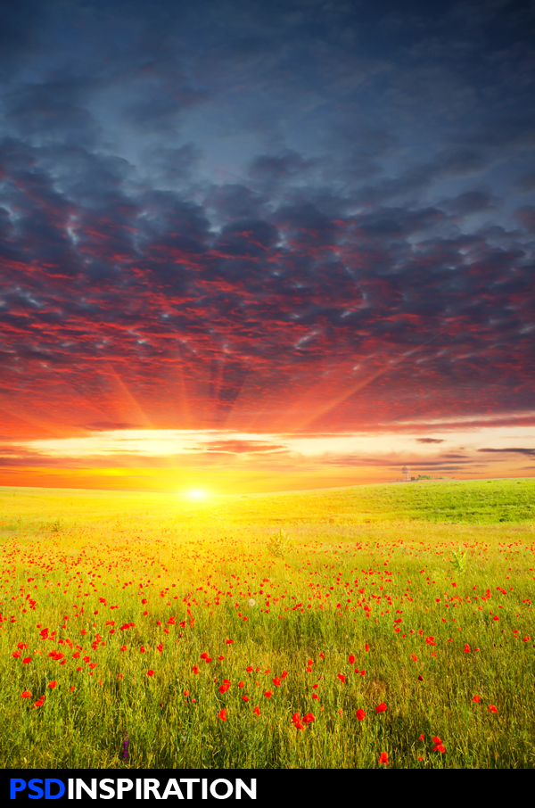 background, beauty, bloom, blooming, color, countryside, daisy, farm, field, flare, flower, foreground, freedom, freshness, grass, green, horizontal, landscape, large, lea, lit, meadow, moody, nature, nobody, non-urban, orange, outdoors, park, plant, rays, red, rural, scenic, sky, space, spring, summer, sun, sunbeam, sunlight, sunny, sunrise, sunset, tranquil, vanishing, vibrant, view, yellow