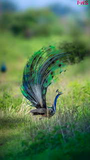 peacock beutiful wallpaper, peacock feather, beutiful peacock Morningpeacock wallpaper photo,  peacock wallpaper for walls,  peacock wallpaper design,  beautiful peacock wallpaper,  peacock feather wallpaper,  peacock live wallpaper,  peacock 3d wallpaper,  5d peacock wallpaper