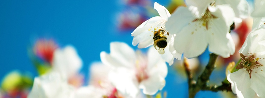 Spring Bee Facebook Add Timeline Profile Cover