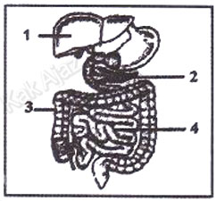 Organ pencernaan manusia, organ penghasil enzim pencernaan, soal IPA SMP UN 2017 no. 32