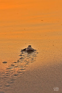 chris martin photography _turtles 11