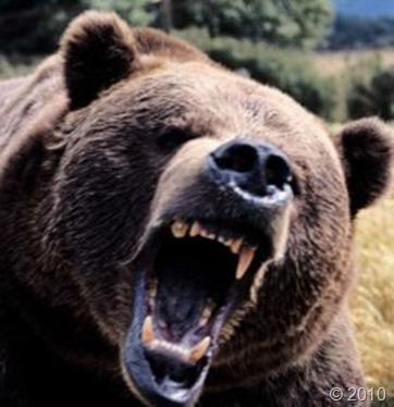 bear-attack-1