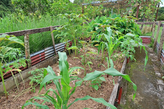 Corn and taro growing in a raised garden bed