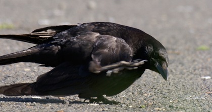 CrowScratching CrowScratching