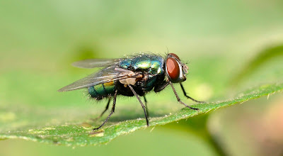 Mosca de la Fruta - Drosophila melanogaster