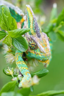 A chameleon showing beautiful, green colours as it blends in with the surrounding foliage.