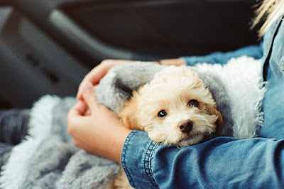 A small puppy in a blanket sits on its owners lap in a car