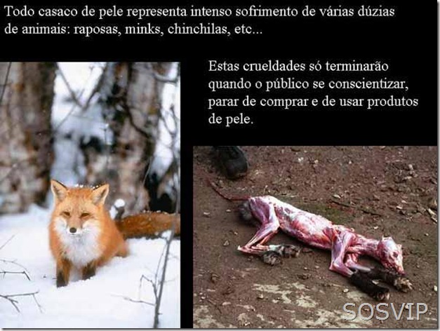 Maus tratos animais (6)
