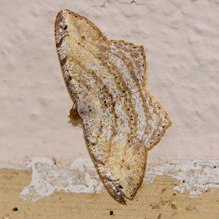 speckled pattern moth