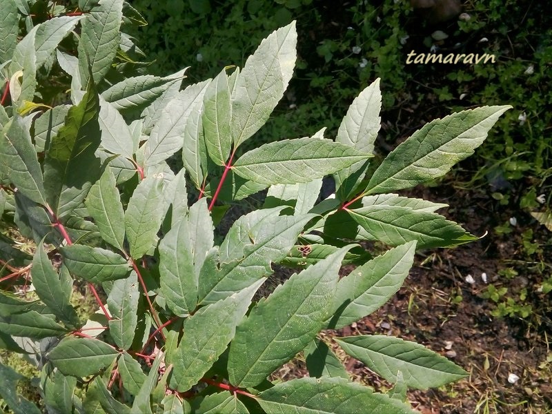 Клён маньчжурский (Acer mandshuricum)