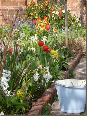 garden colours 004