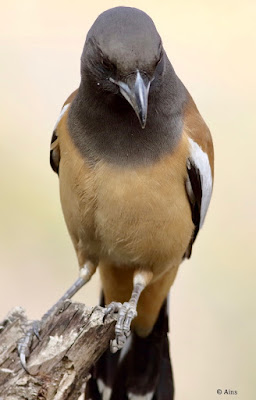 Rufous Treepie