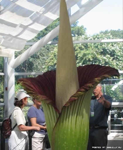 Titan arum also known corpse flower