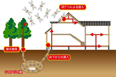 シロアリ　巣