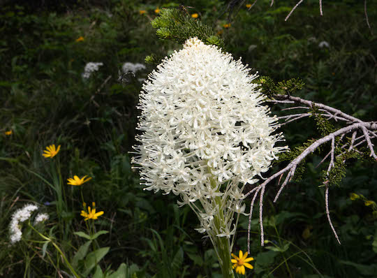 Piegan Pass Trail Beargrass