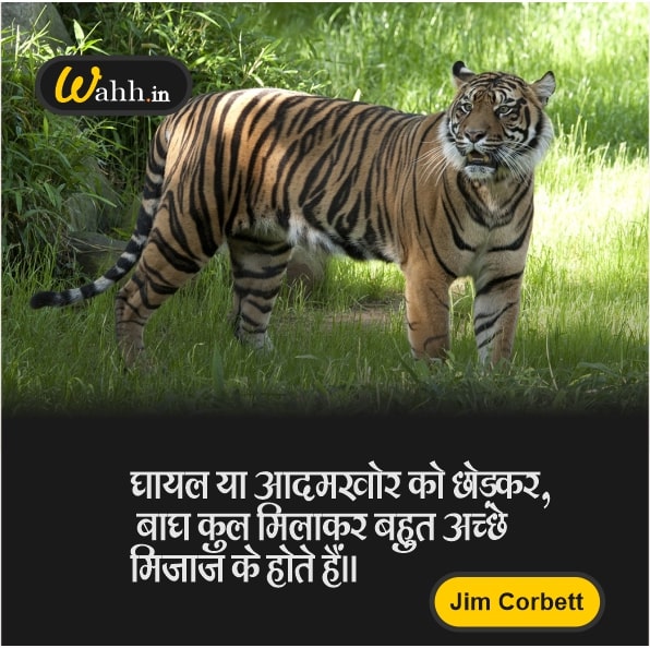 Tiger Captions for Instagram In Hindi