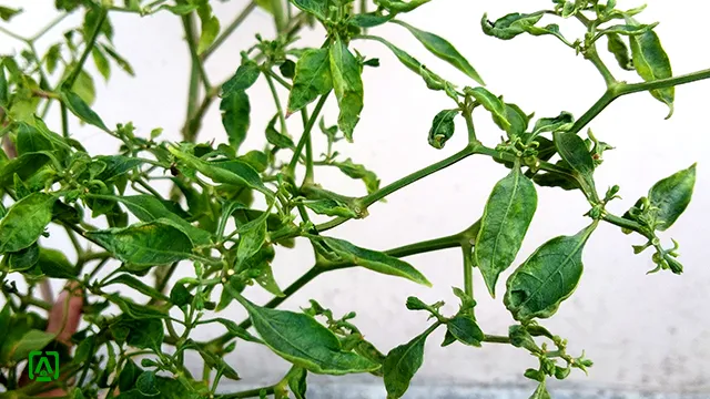 Leaf curl of chili