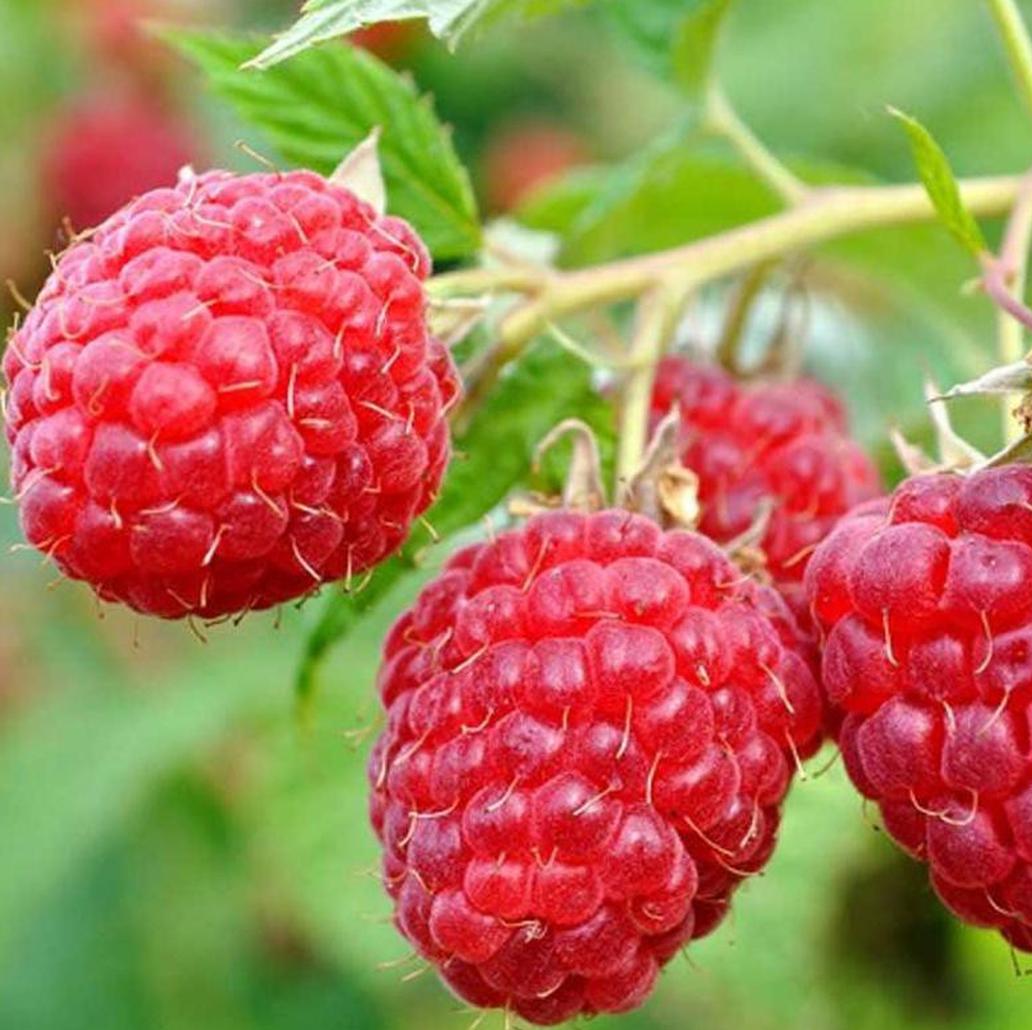 jual bibit raspberry tanaman buah arbei pohon rasberrry bisa tanm media tabulampot cepat sekali tumbuhnya Jambi