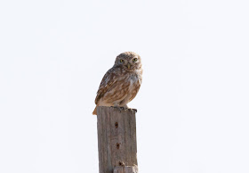 Little Owl - Souss Massa, Morocco