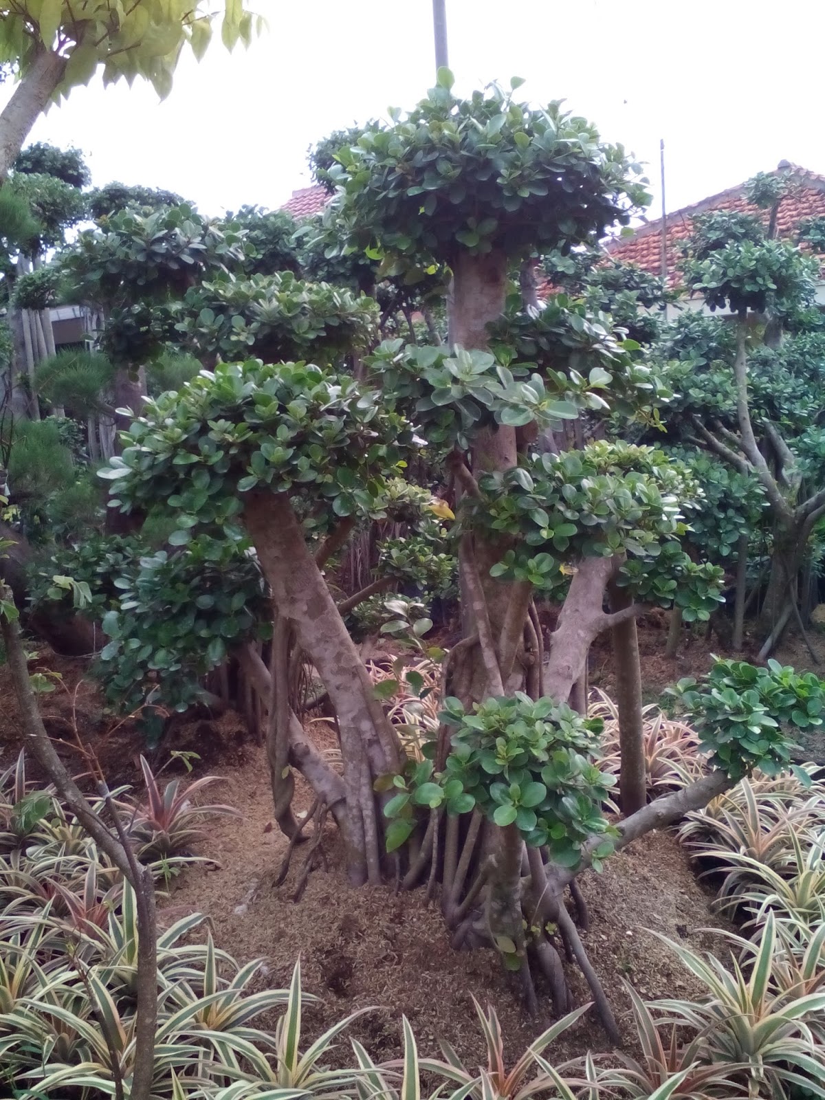 Jual bonsai beringin korea tanaman hias tukang taman 