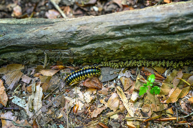 Joyce Kilmer Memorial Forest