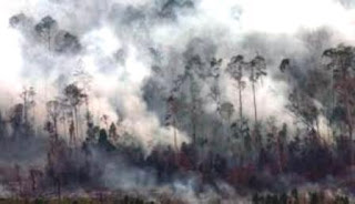 kebakaran hutan yang semakin menjadi jadi 