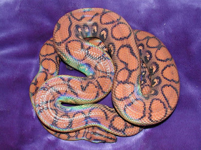 Reptil Mania - Brazilian Rainbow Boa, snake