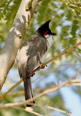 Red-whiskered Bulbul