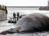 Dead whale in the Mediterranean probably 'one of the largest' ever found.