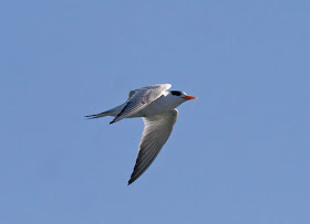 Elegant Tern