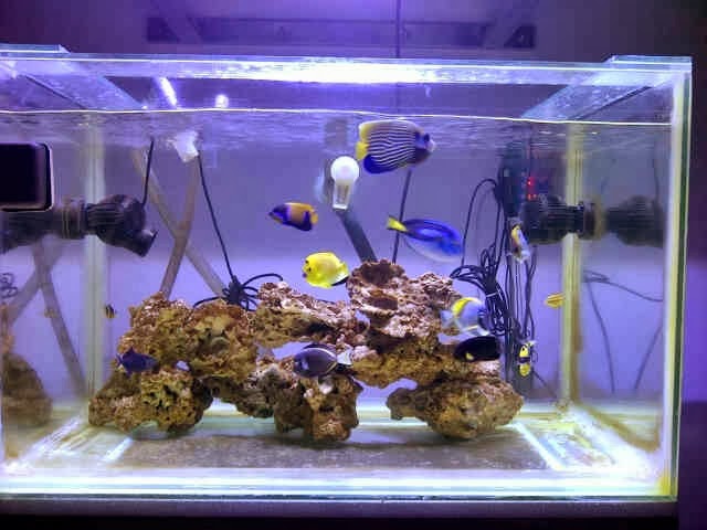 Tips Jitu Menata Aquarium Air Laut Mini Aquarium Hias 