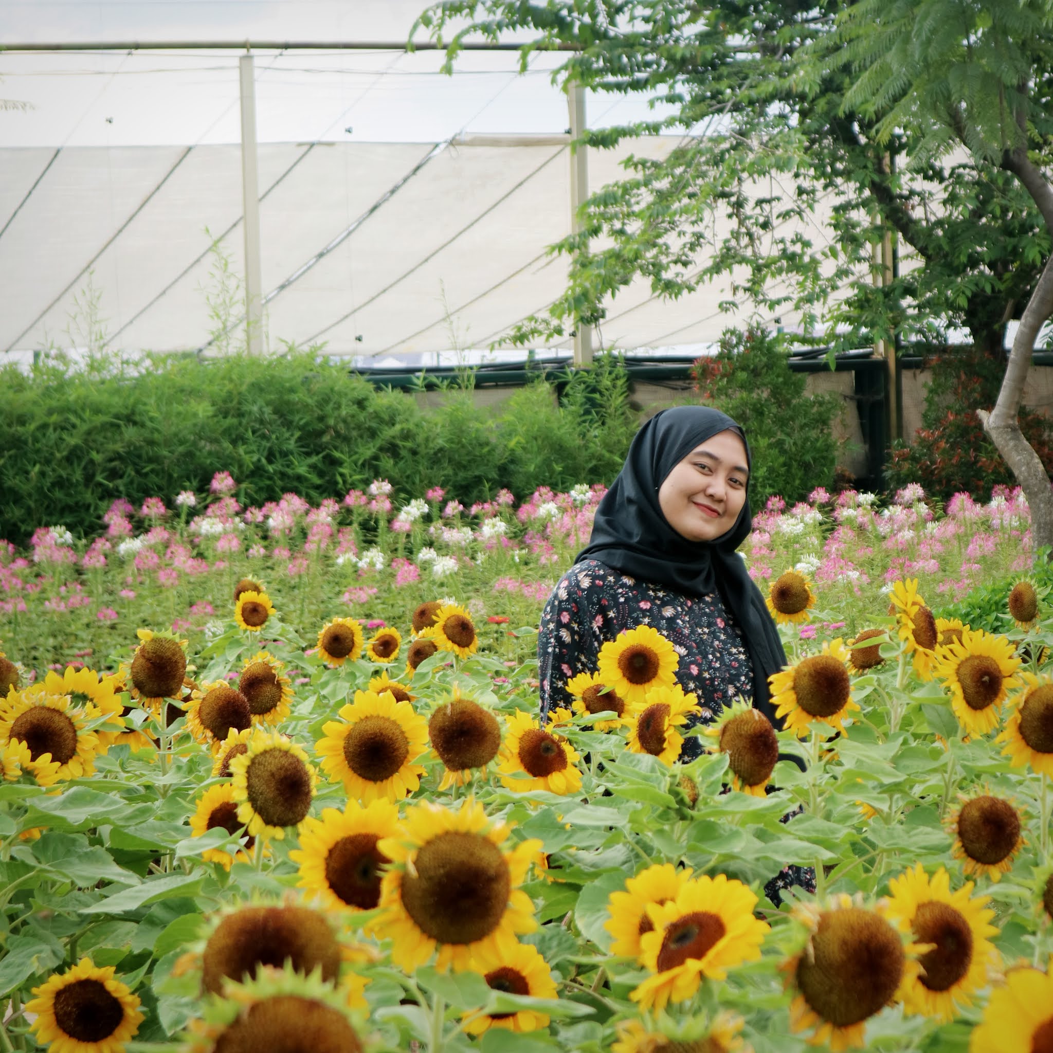 Sunflower Festival Pvj Bandung Rhialitage
