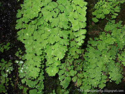 Adiantum capillus-veneris