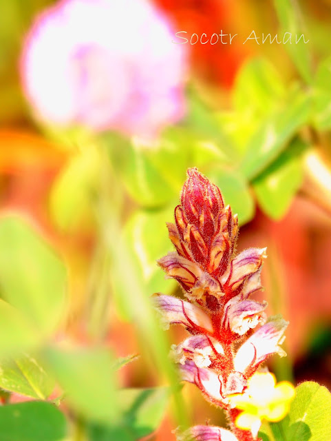 Orobanche minor