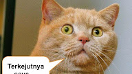 Meme Ekor Kucing : alasan kucing menggoyang pantat dan ekor saat akan ... : Maybe you would like to learn more about one of these?