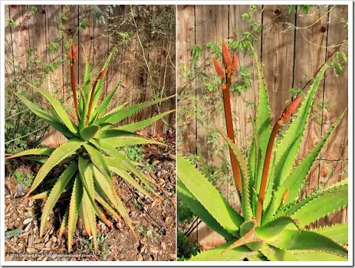 s that fourth dimension of yr when the days are curt as well as the oestrus of summertime nil but a hazy memo Aloes inwards our forepart yard getting cook to bloom