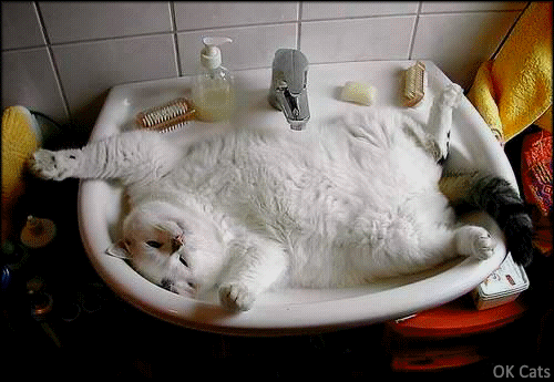 Art Cat GIF • Cat lying in sink. 'Come at me human and hug me tight! All I need is your love.' [ok-cats.com]