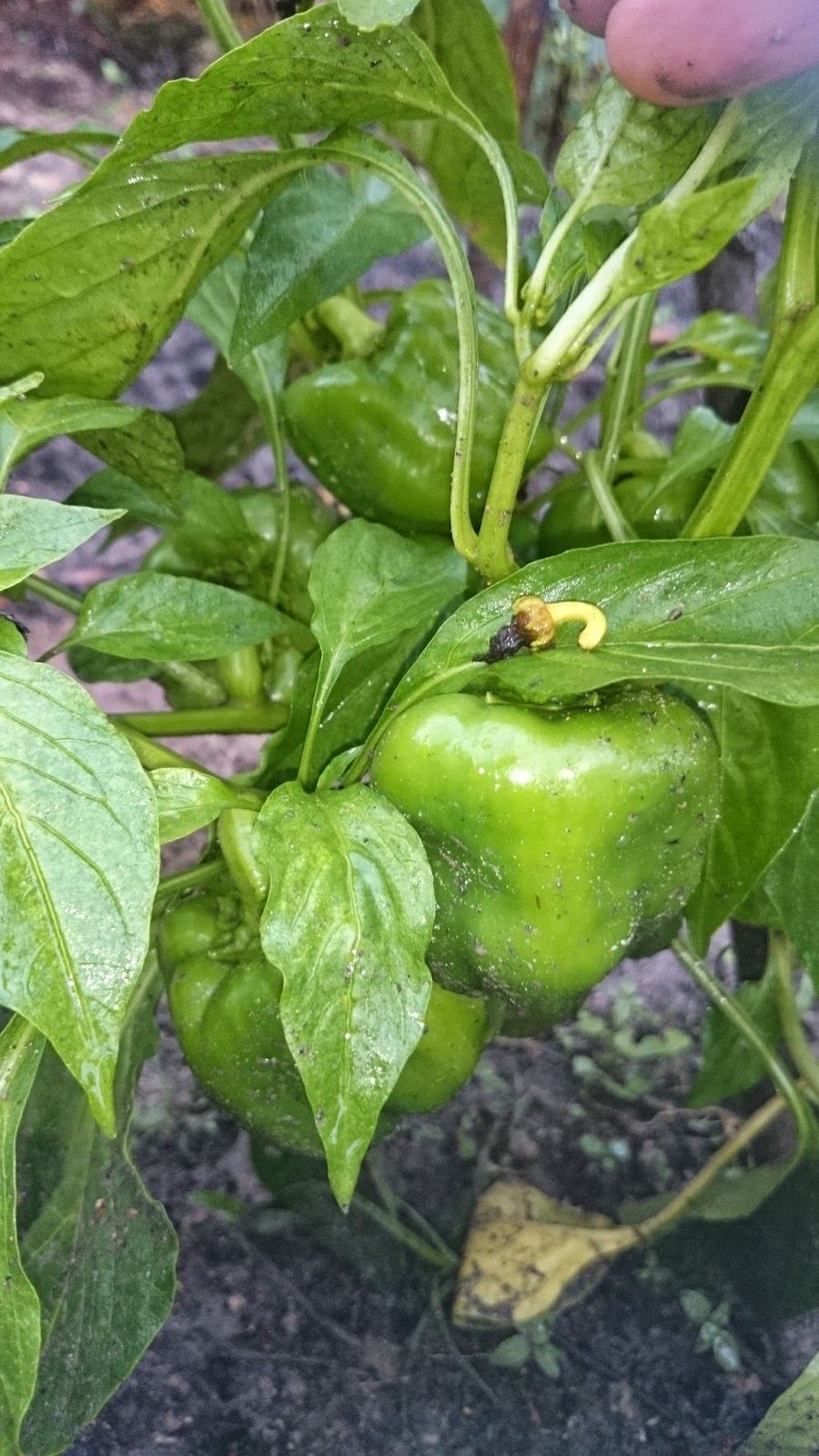 CAPSICUM Rangkuman Cara Bertanam Lengkap CAPSICUM Rangkuman Cara Bertanam Lengkap