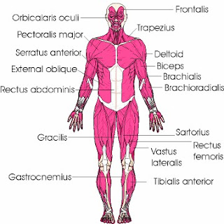  7 Keajaiban Dalam Tubuh Manusia.serbatujuh.blogspot.com