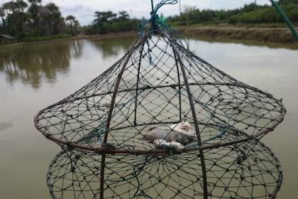 Alat tangkap Bubu Kepiting