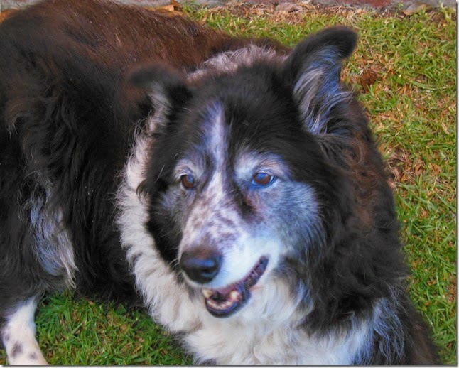 Bella 13 Years