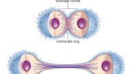 What Is Cytokinesis Called In Animal Cells - Cytokinesis Drawing Animal Cell Diagram - Mitosis Diagram ... / How does cytokinesis in animal and plant cells differ?