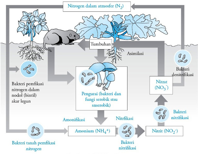 Siklus nitrogen