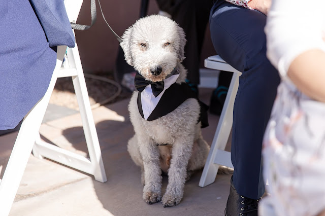 dog as the ring bearer