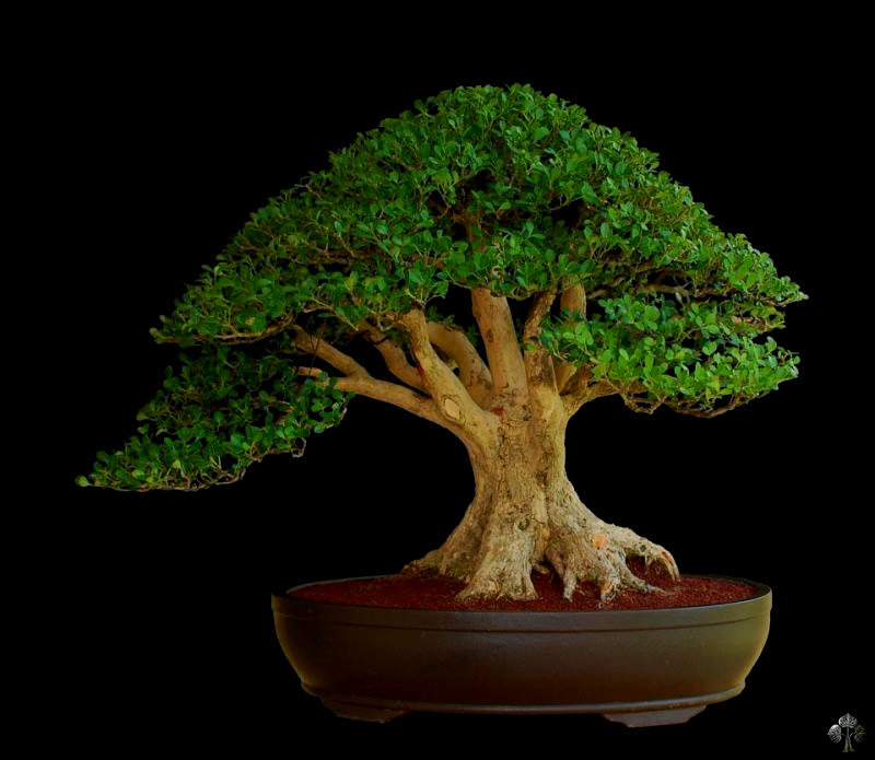 Foto Bonsai Buxus Microphylla