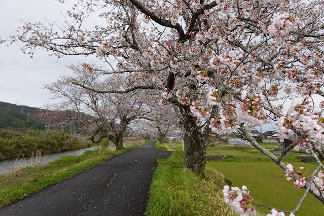 鳥取県西伯郡南部町阿賀 法勝寺川沿いの堤防道路