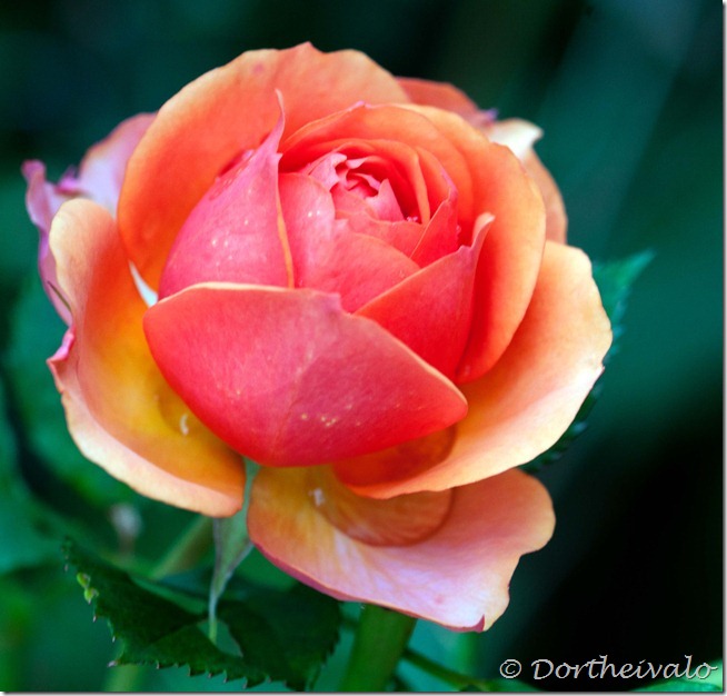orangerose