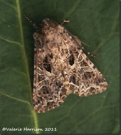 Lychnis